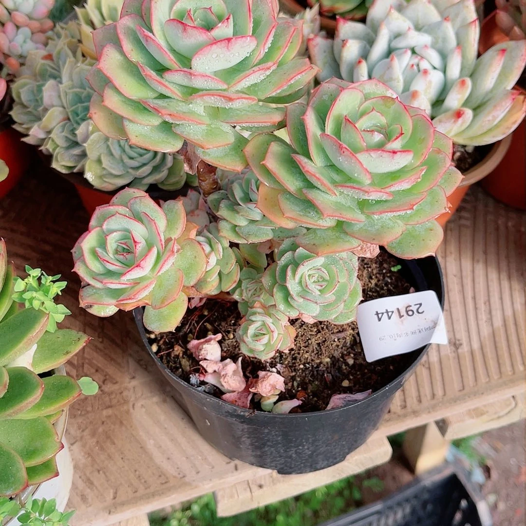 用****娜29144多肉植物一物一拍