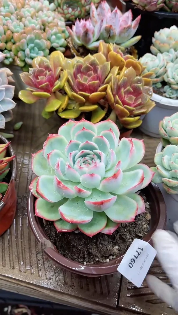 【闪购商品】17160