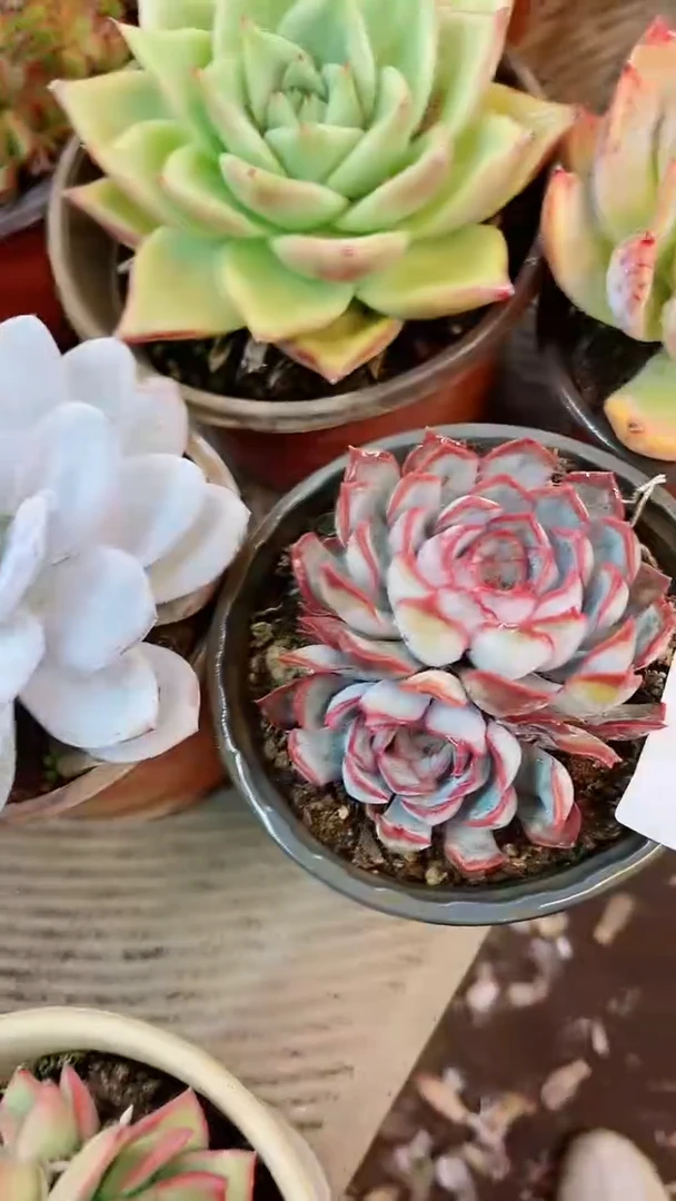 【闪购商品】27296