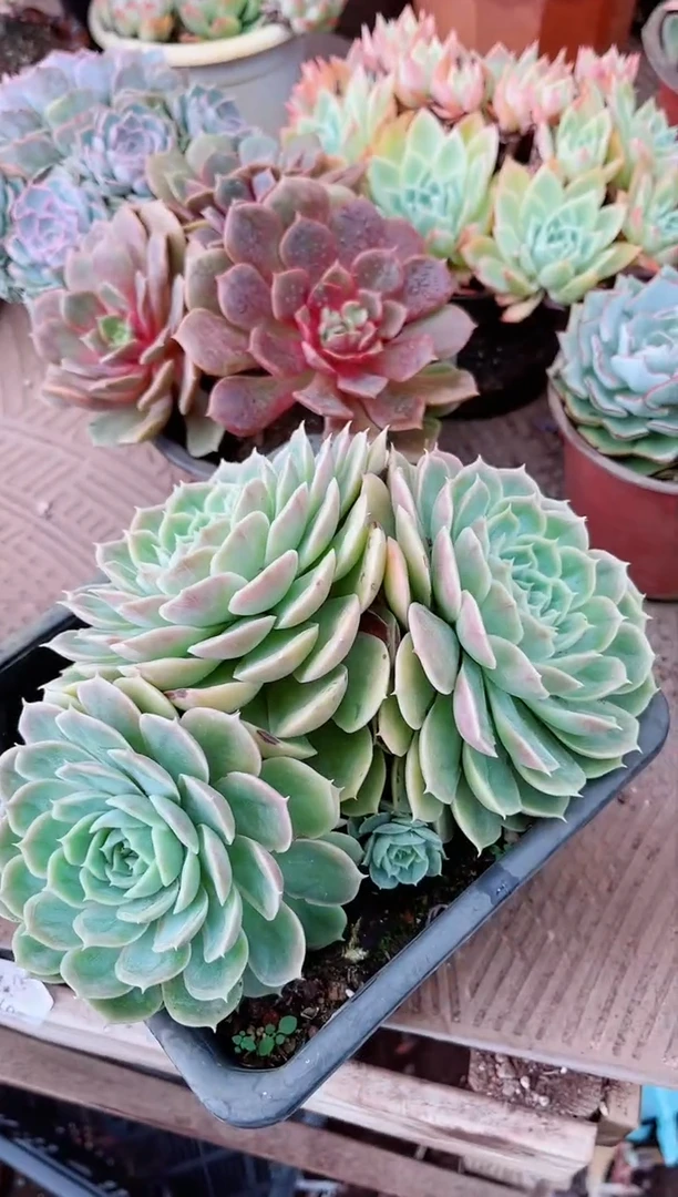 【闪购商品】23141