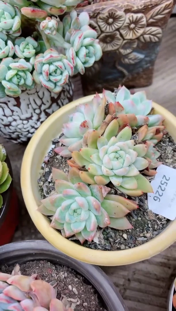 【闪购商品】25226多肉