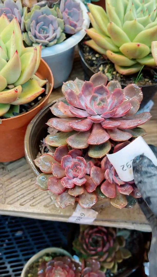 【闪购商品】23292