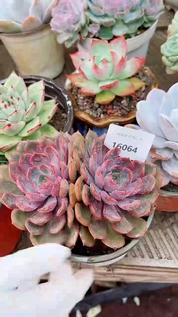 【闪购商品】16064