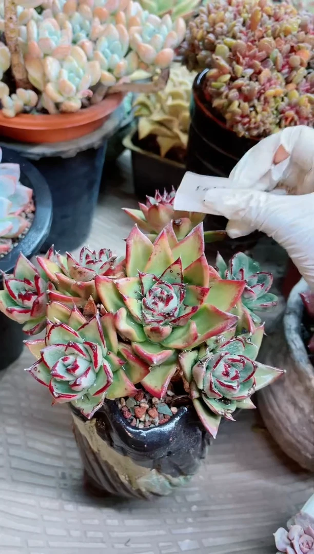 【闪购商品】27193多肉