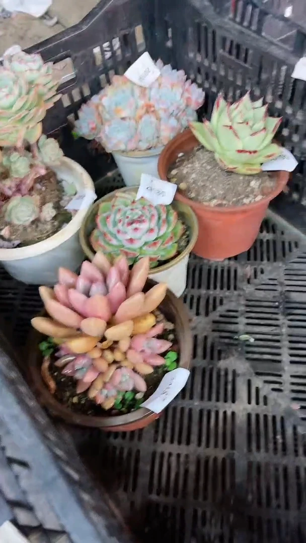 【闪购商品】20187