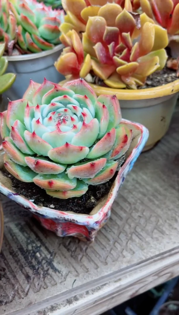 【闪购商品】22180