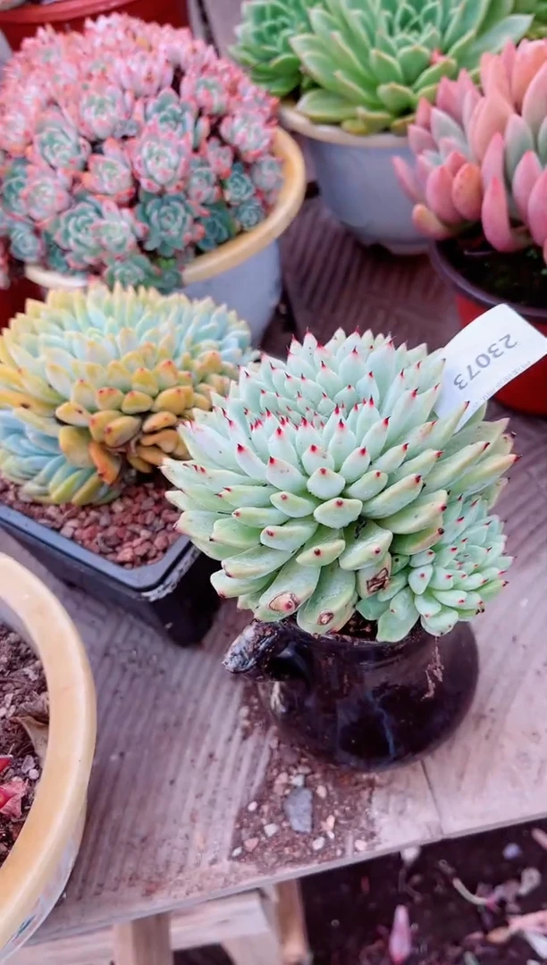 【闪购商品】23073