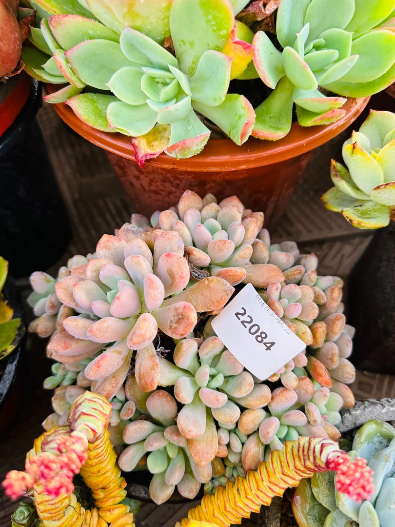 多肉植物精品22084