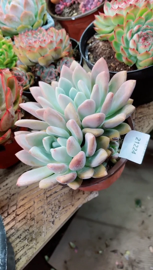 【闪购商品】21224