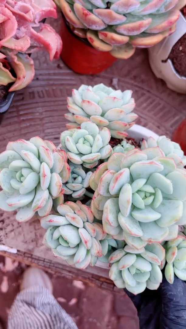 【闪购商品】23061