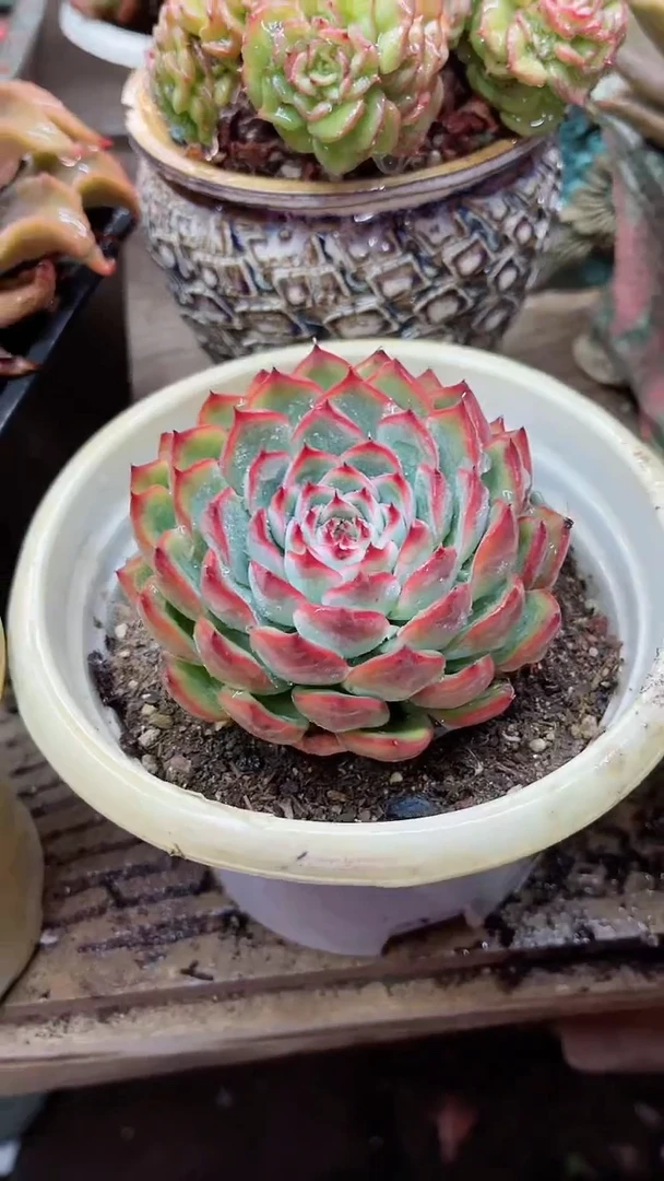 【闪购商品】22157