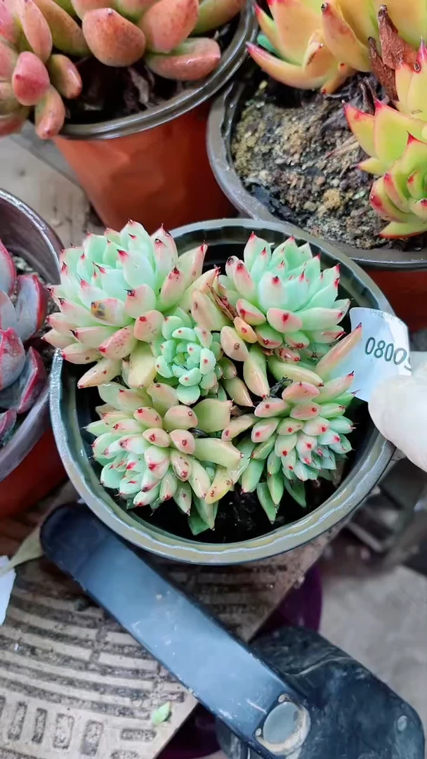 【闪购商品】08009多肉