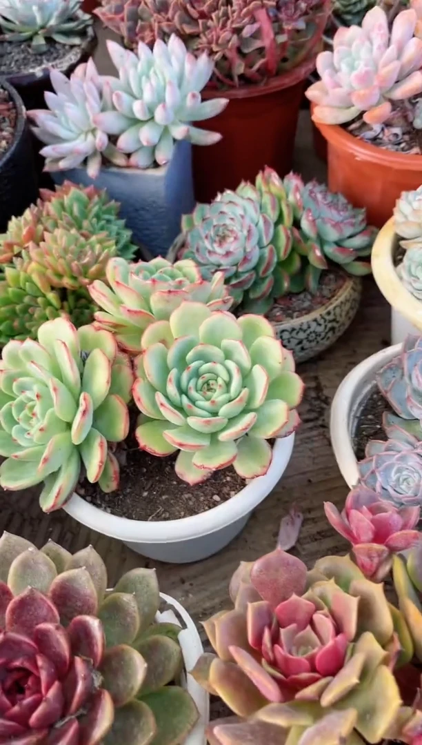 【闪购商品】18049