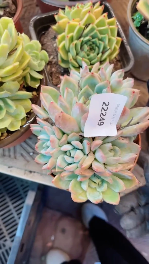 【闪购商品】22249多肉