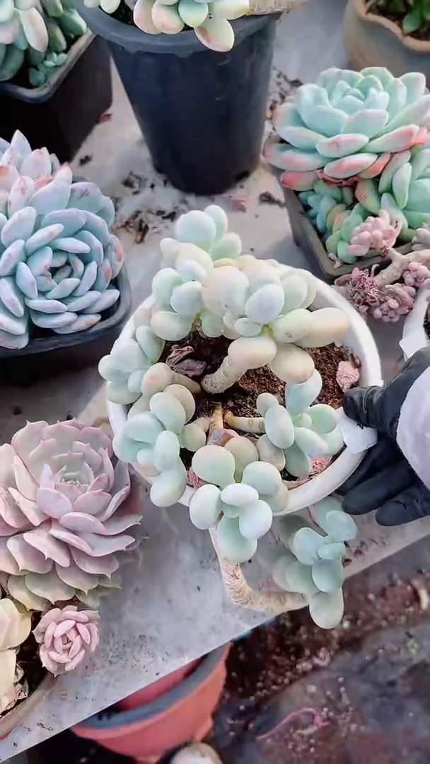 【闪购商品】25164