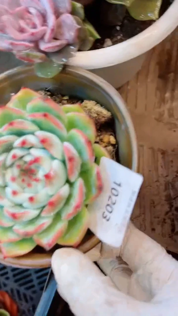 【闪购商品】10203