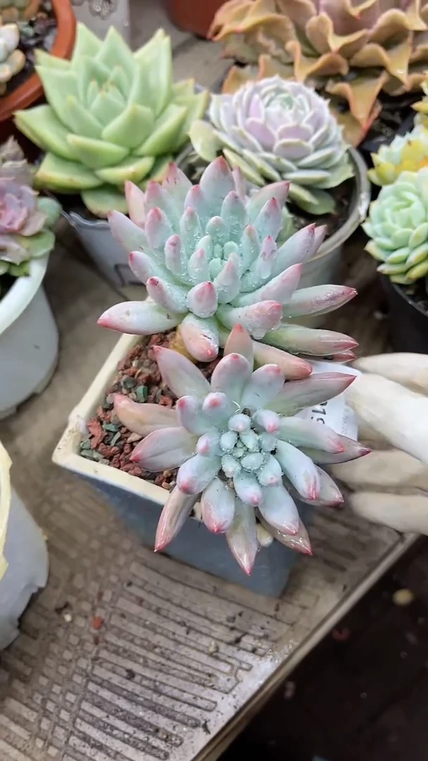 【闪购商品】22219