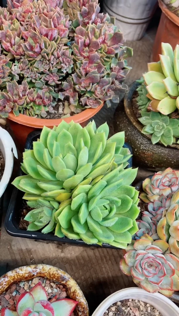 【闪购商品】16236多肉