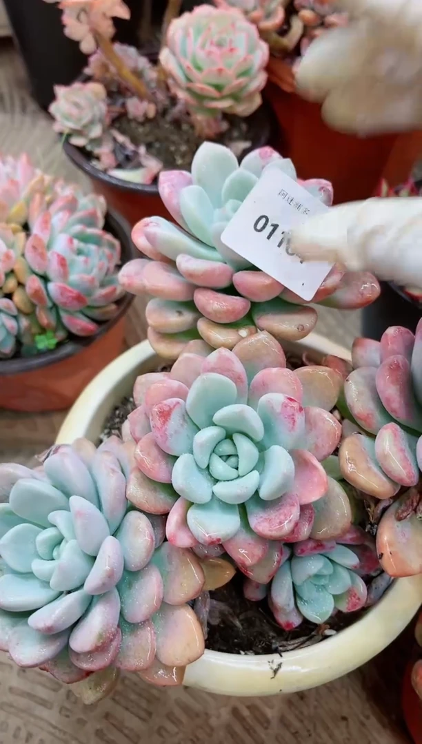 【闪购商品】01184多肉