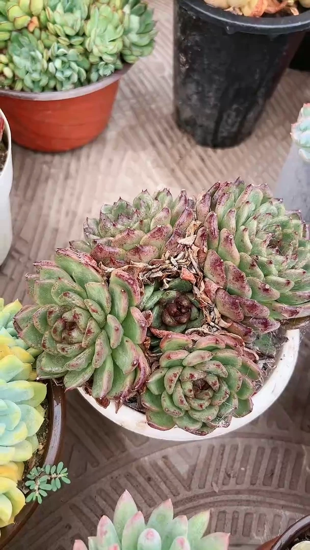 【闪购商品】17086多肉