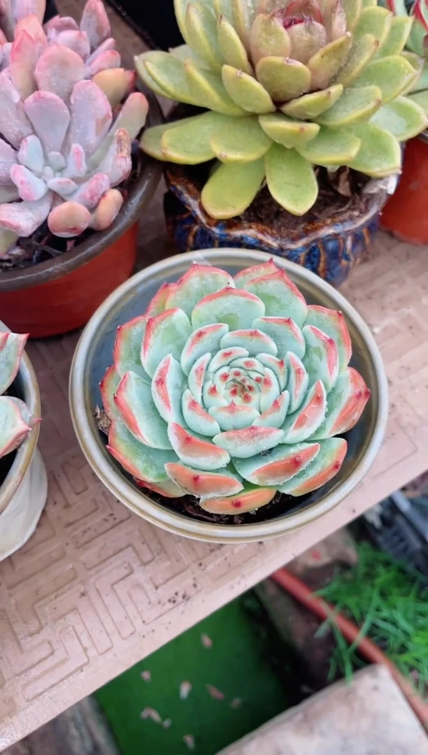 【闪购商品】03024