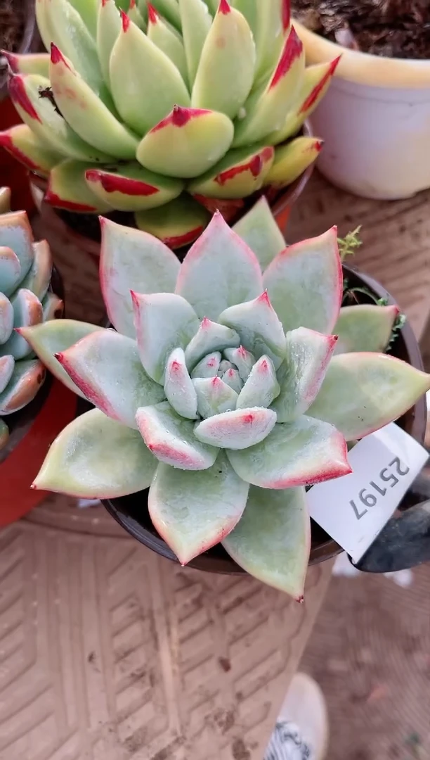 【闪购商品】25197多肉