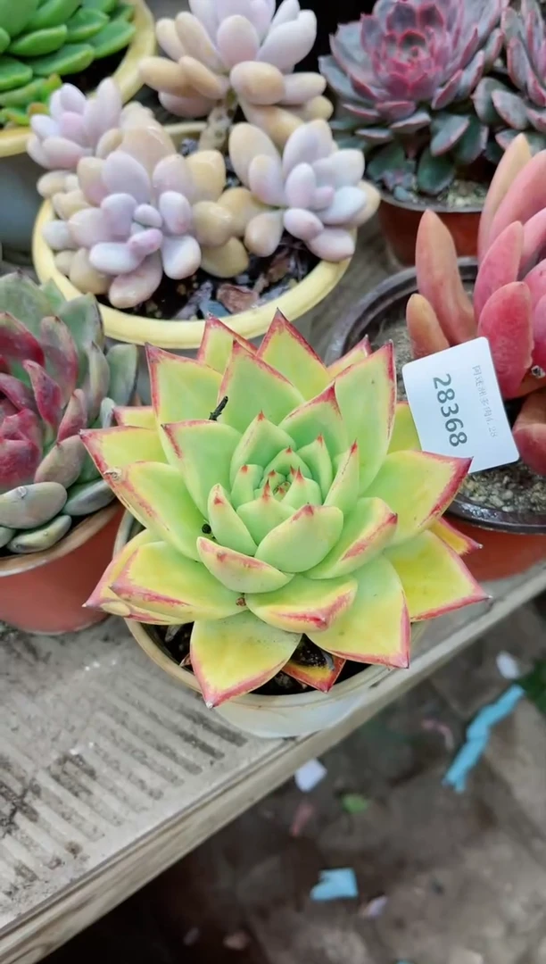 【闪购商品】28368多肉