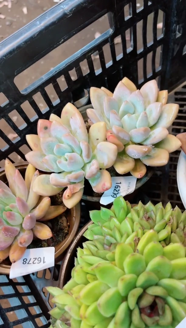 【闪购商品】16287多肉