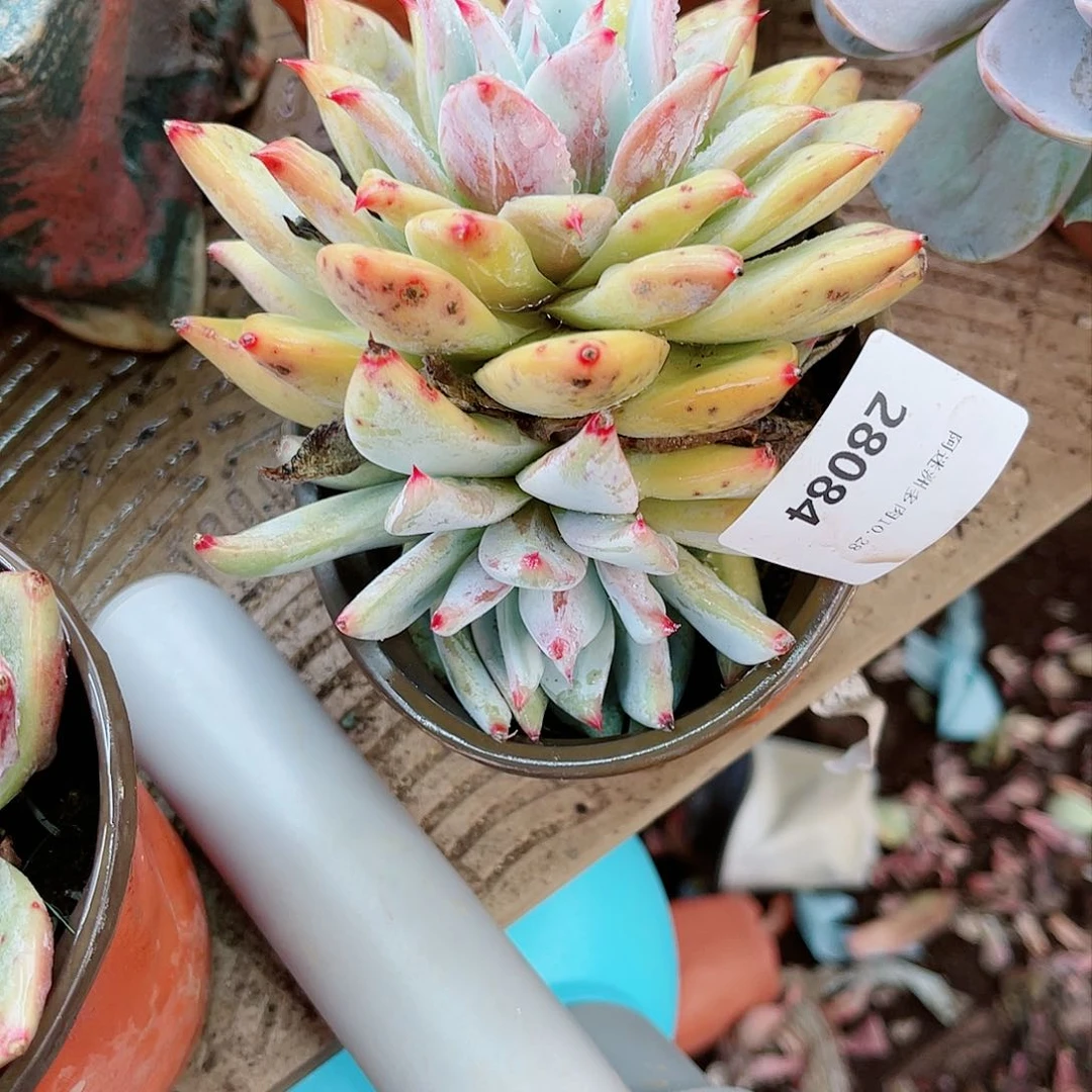 苏*苏28084多肉植物