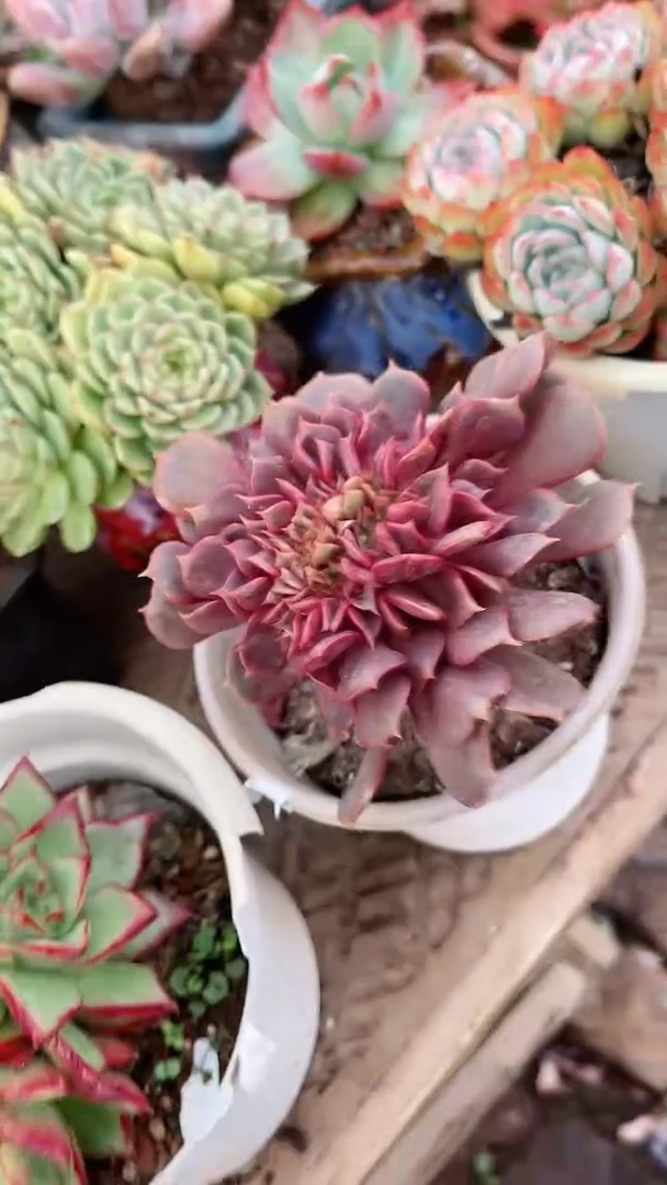 【闪购商品】24065多肉