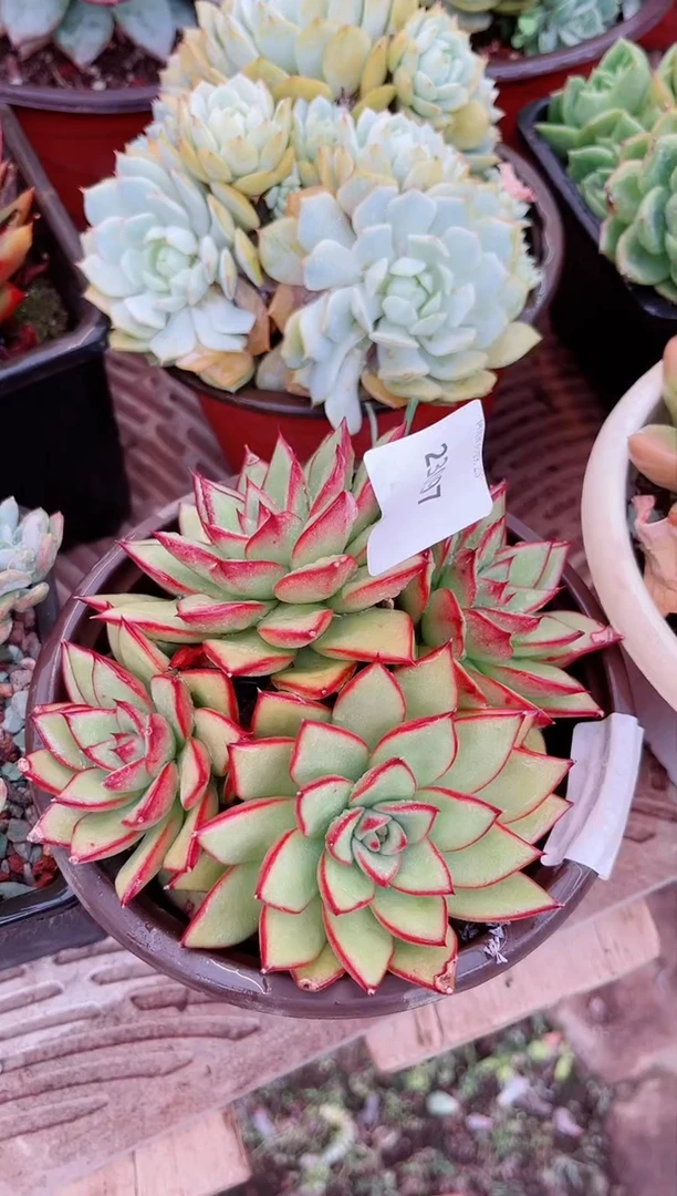 【闪购商品】23097