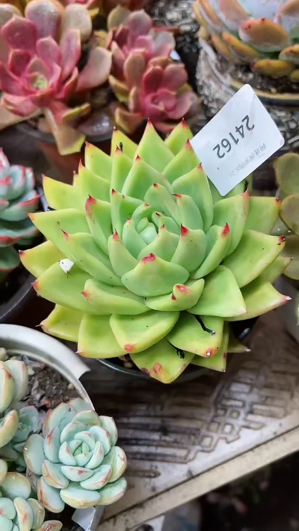 【闪购商品】24162多肉