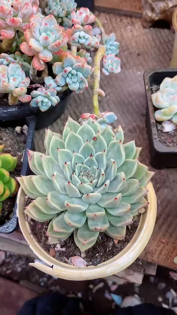 【闪购商品】22027多肉