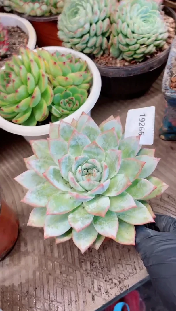 【闪购商品】19266多肉