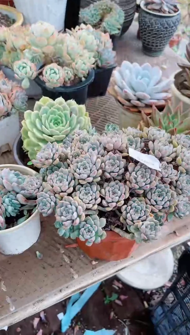 【闪购商品】25076