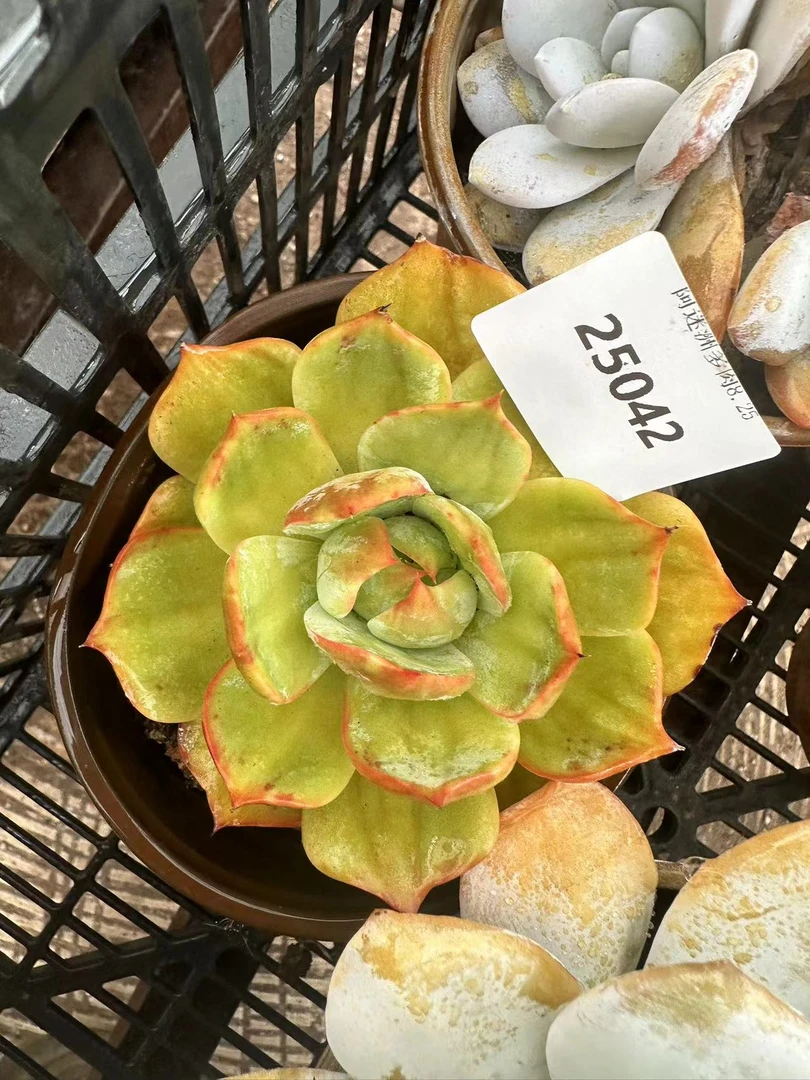 多肉植物精品如水惊鸿桃25042
