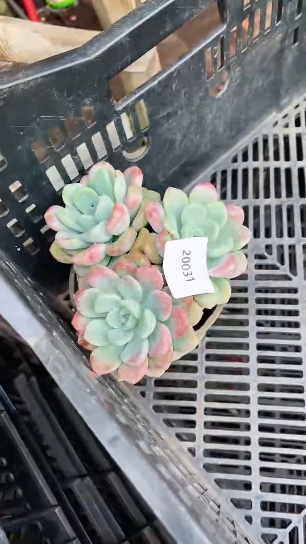 【闪购商品】20031