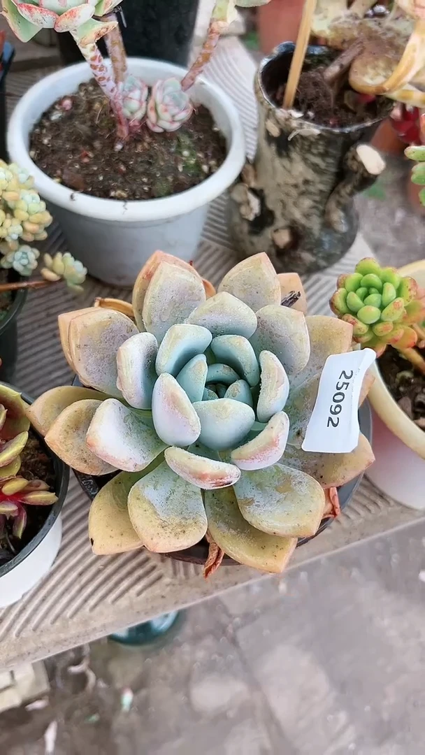 【闪购商品】25092多肉