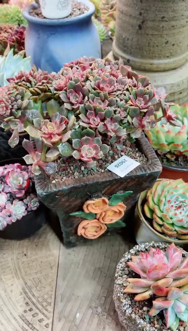 【闪购商品】29026多肉带盆