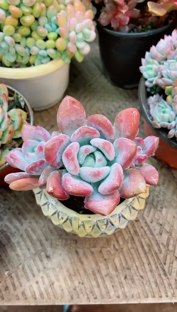 【闪购商品】03255多肉