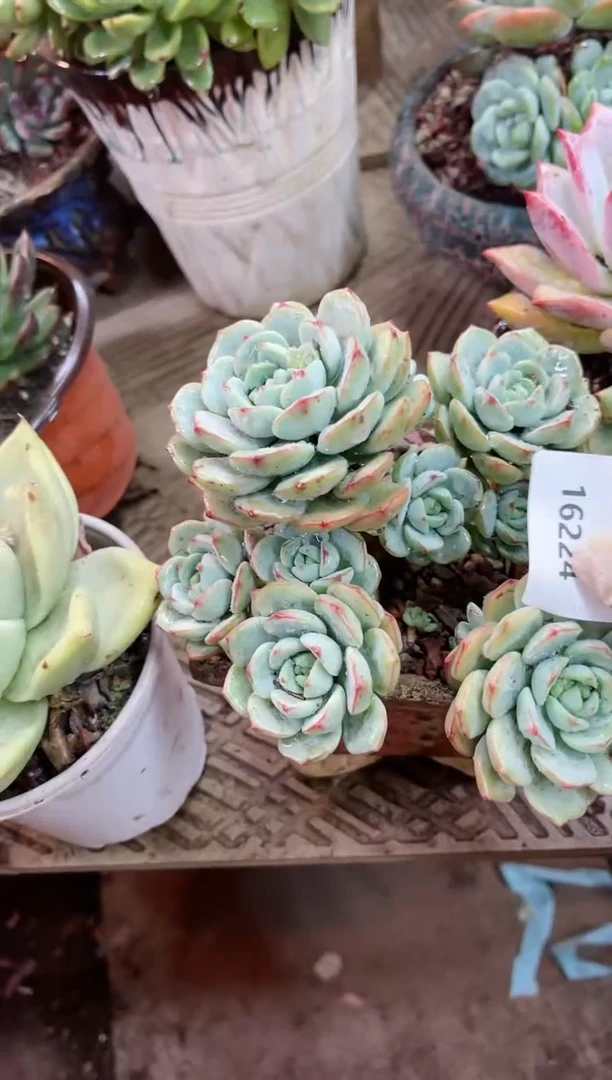 【闪购商品】16224