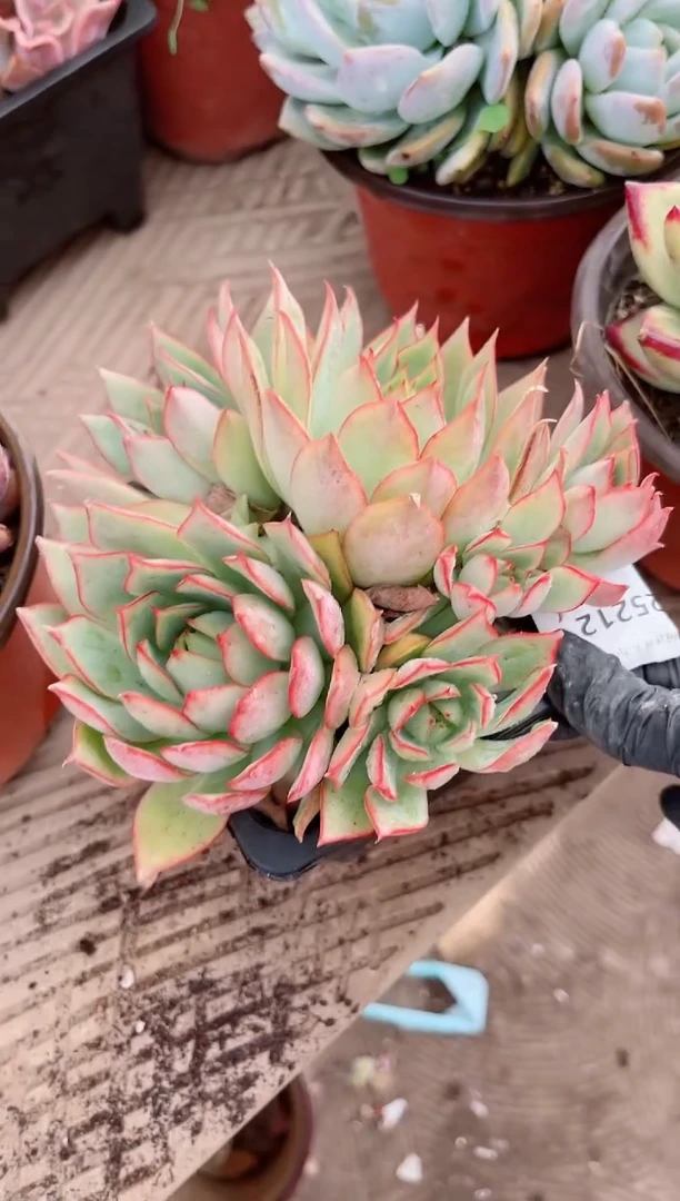 【闪购商品】25212多肉