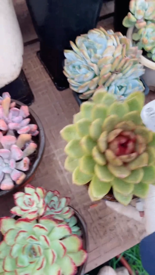 【闪购商品】03025