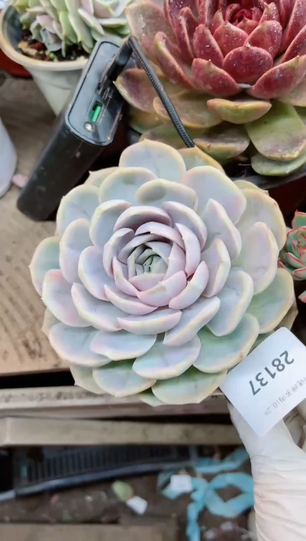 【闪购商品】23137多肉