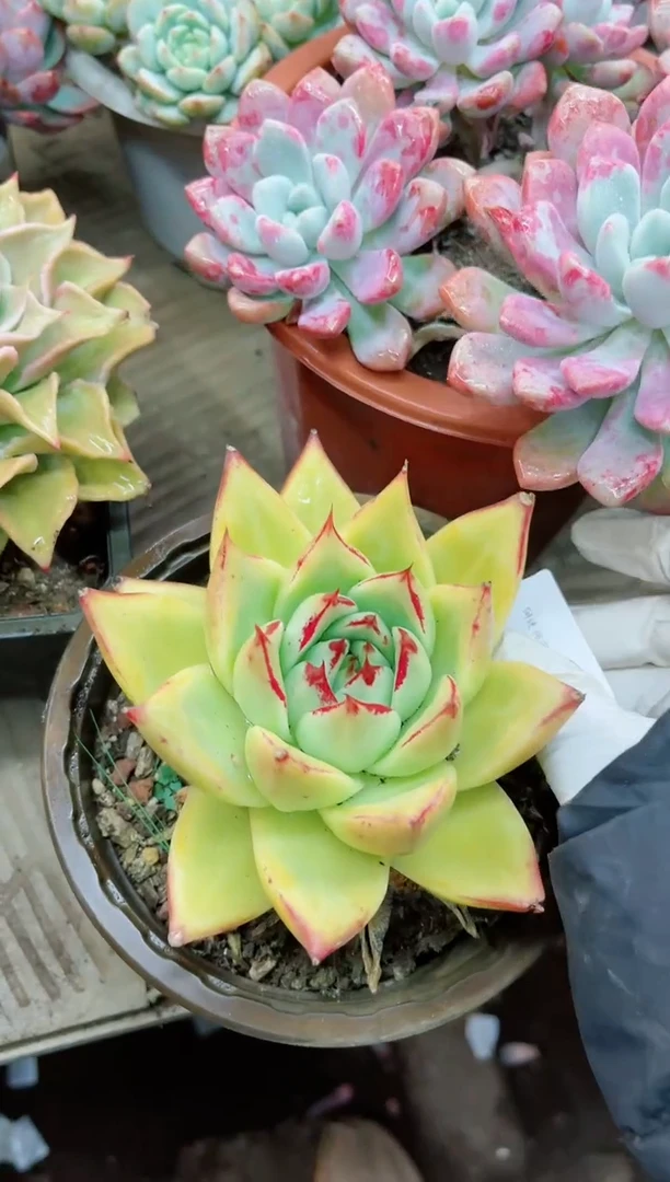 【闪购商品】28013多肉