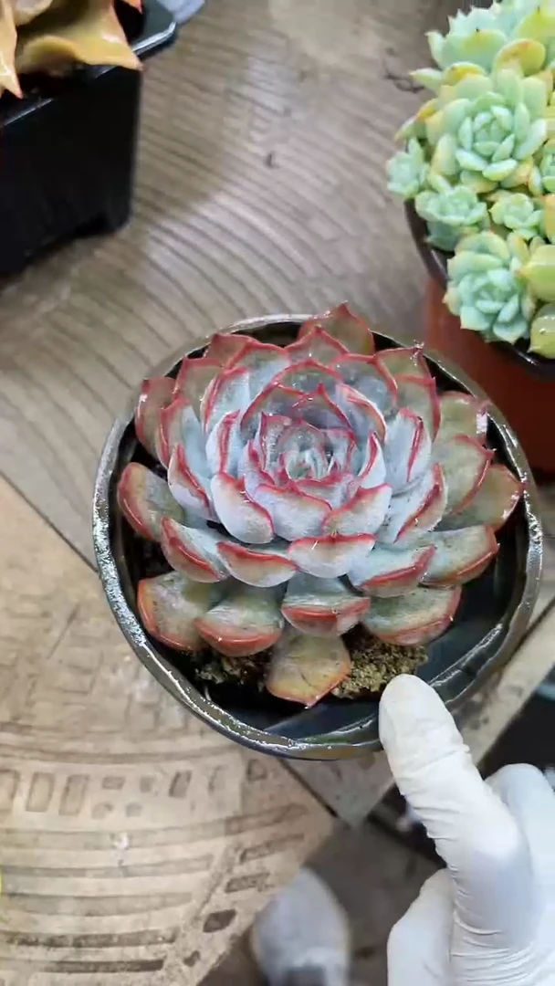 【闪购商品】21152多肉