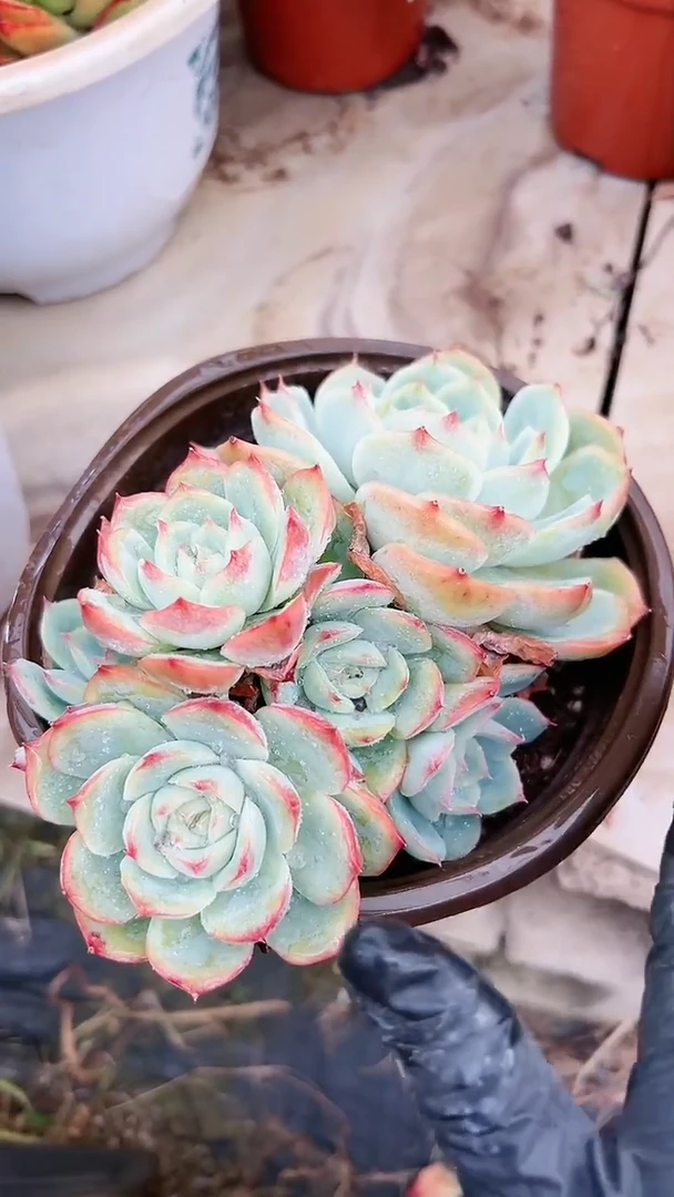 【闪购商品】20058多肉