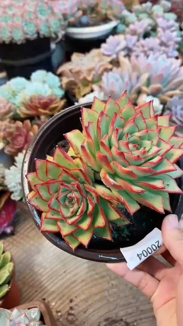 【闪购商品】20004多肉