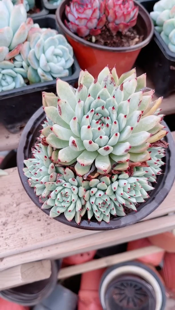 【闪购商品】06141