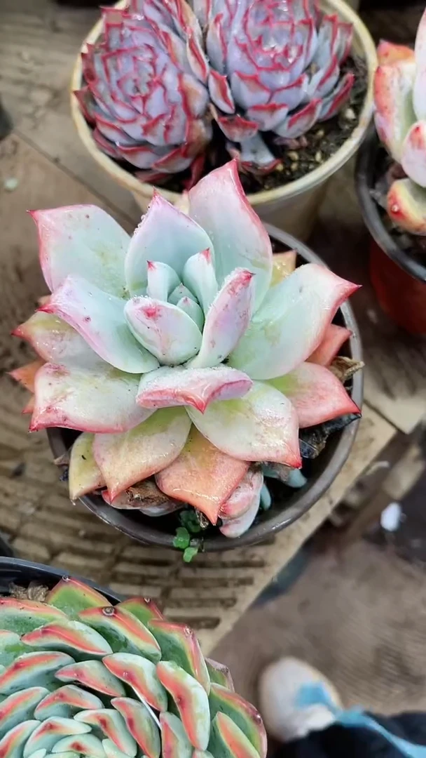 【闪购商品】25025